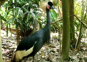 Black crowned crane