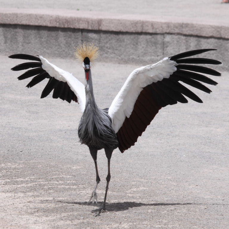 Grey Crowned Crane