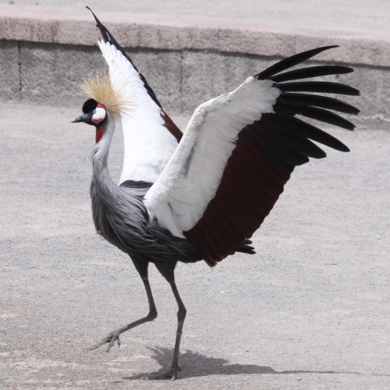 Grey Crowned Crane