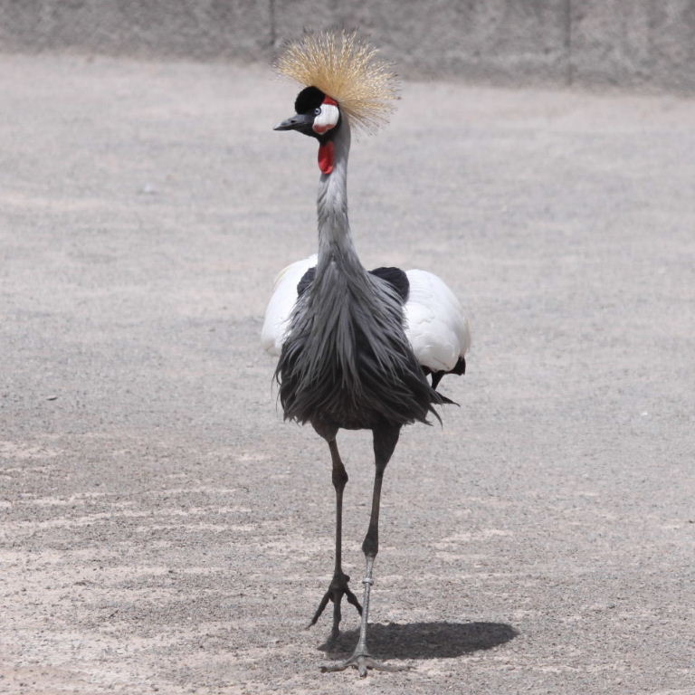 Grey Crowned Crane