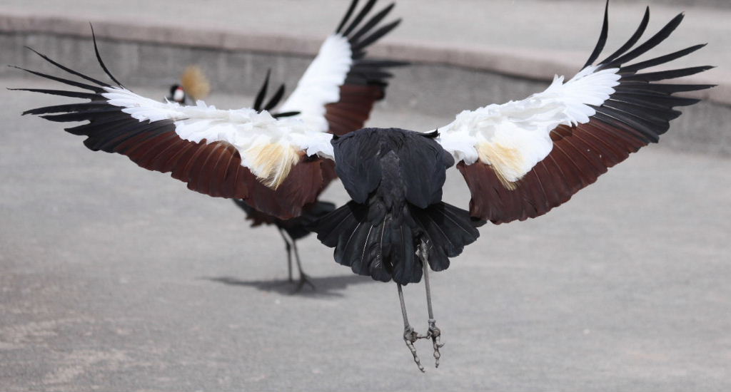 Crowned Cranes