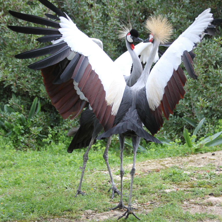 Grey Crowned Cranes dancing