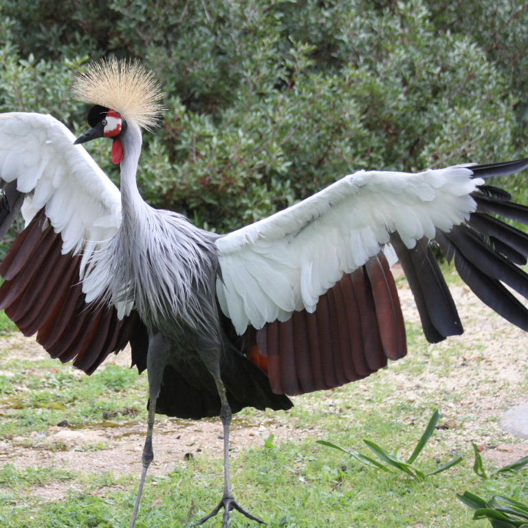 Grey Crowned Crane