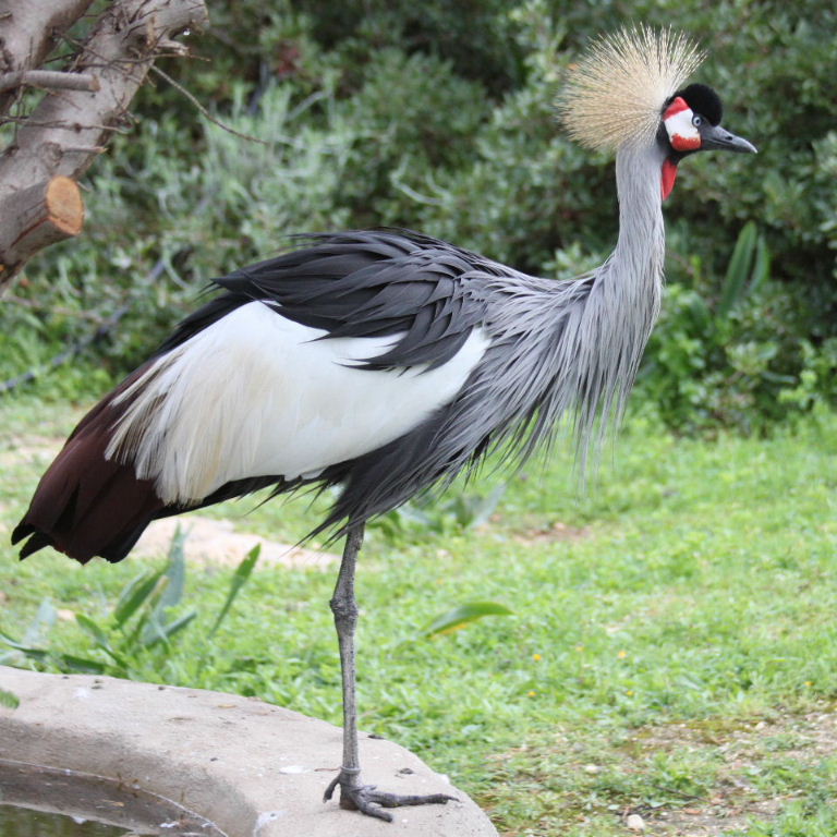 Grey Crowned Crane