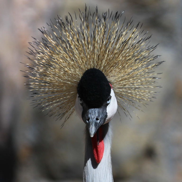 Grey-crowned crane head