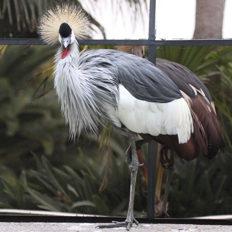 Grey Crowned Crane
