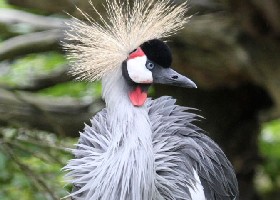 Grey crowned crane