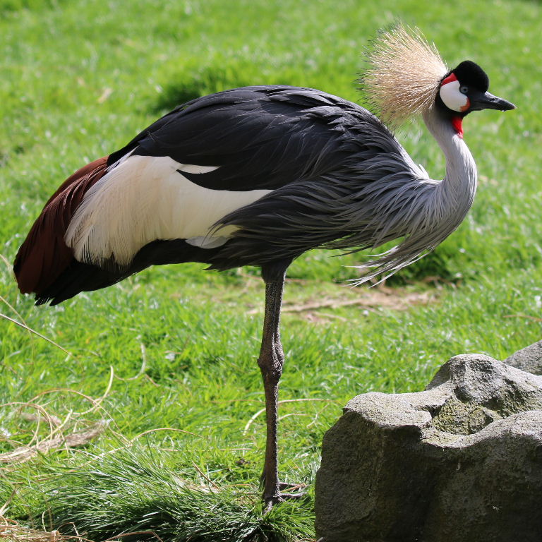 Grey Crowned Crane