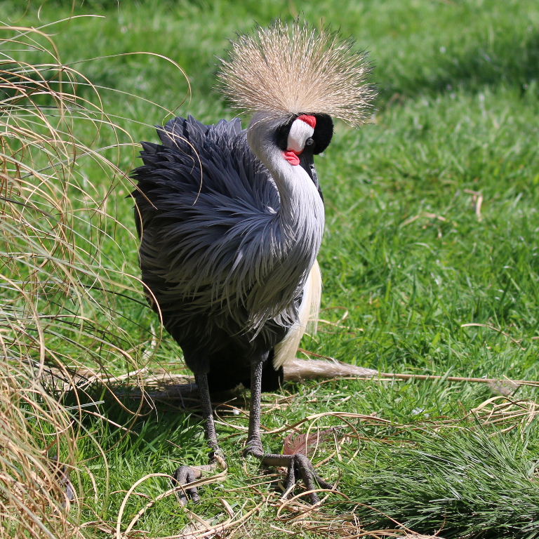 Grey Crowned Crane sitting