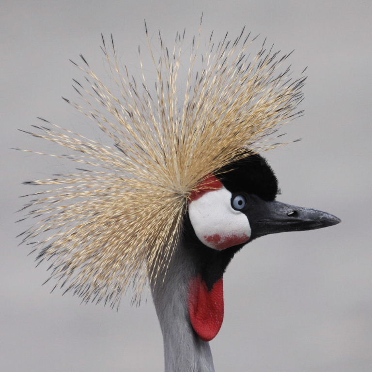 Grey Crowned Crane head