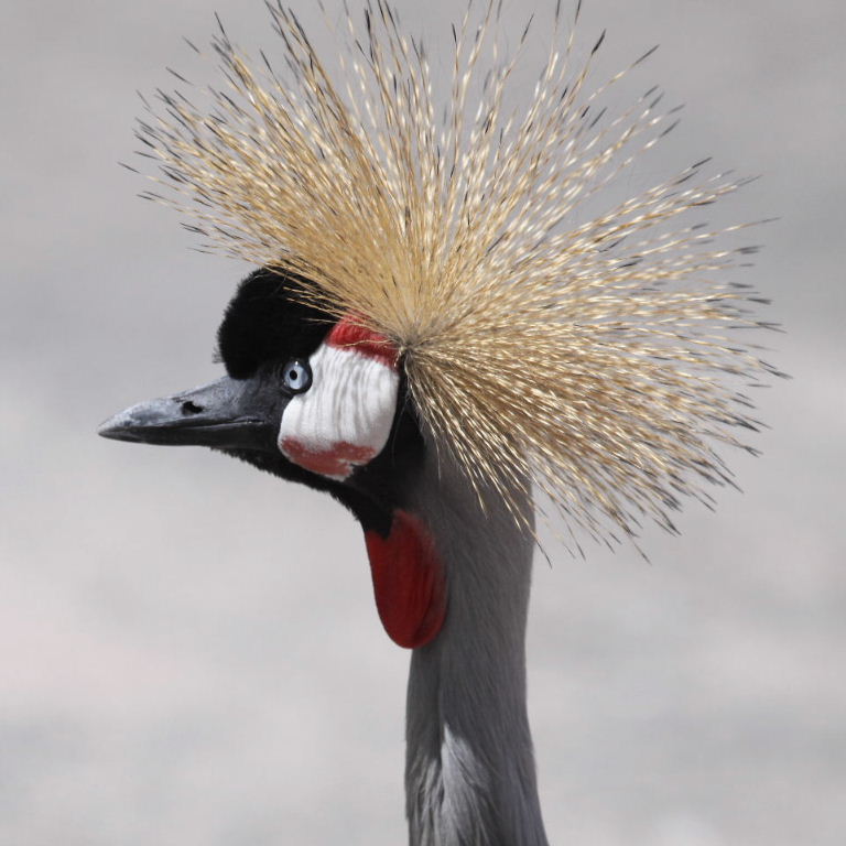 Crowned Crane head