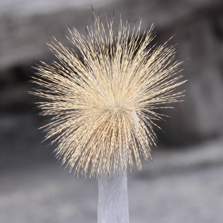 Crowned Crane head from back