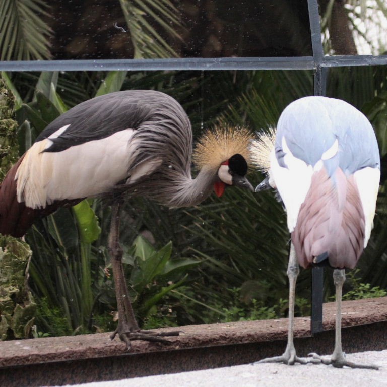 Crane reflecting