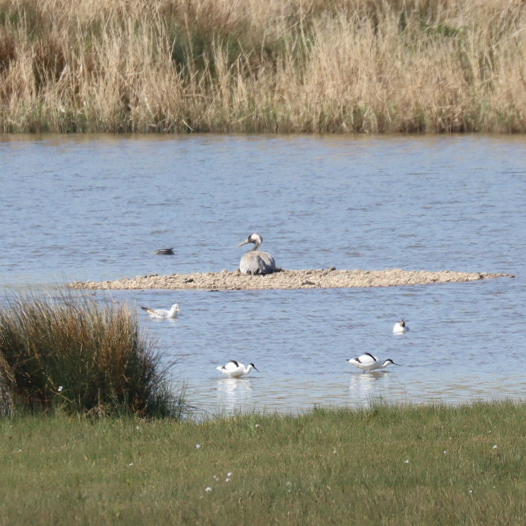 Common Crane nesting