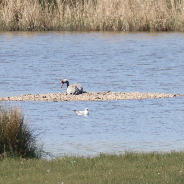 Common Crane nesting