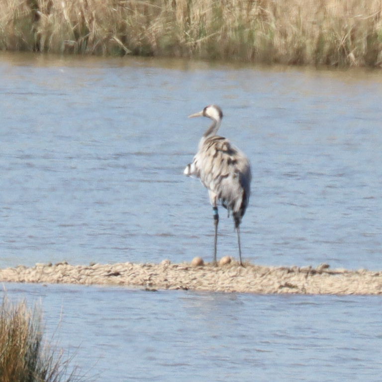 Common Crane nesting