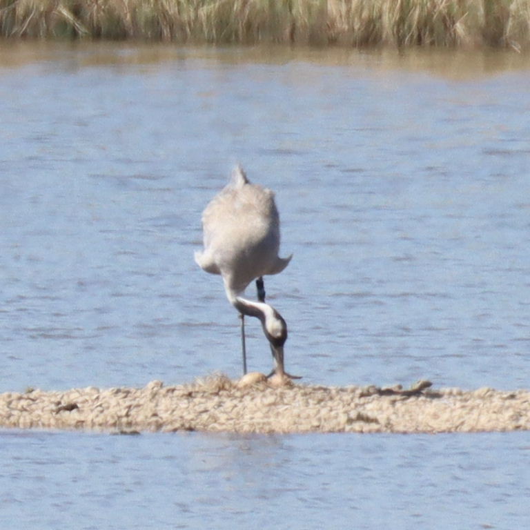 Common Crane nesting