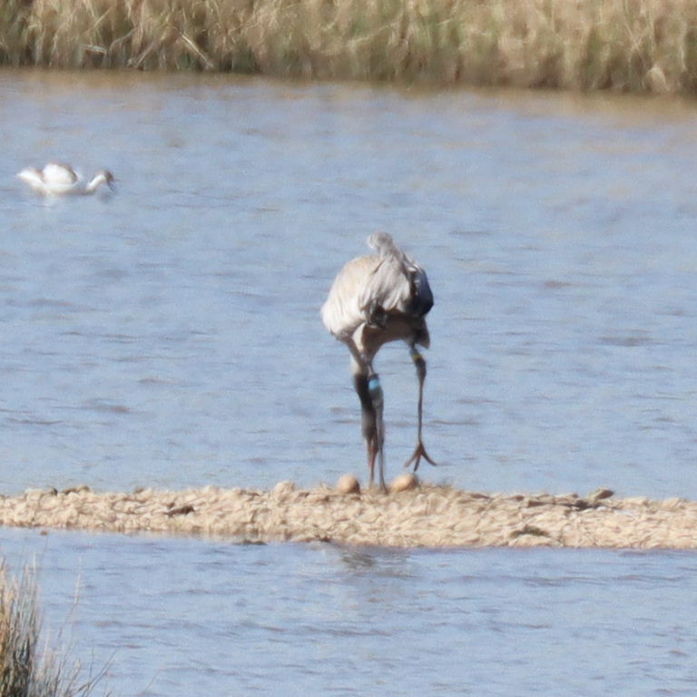 Common Crane nesting
