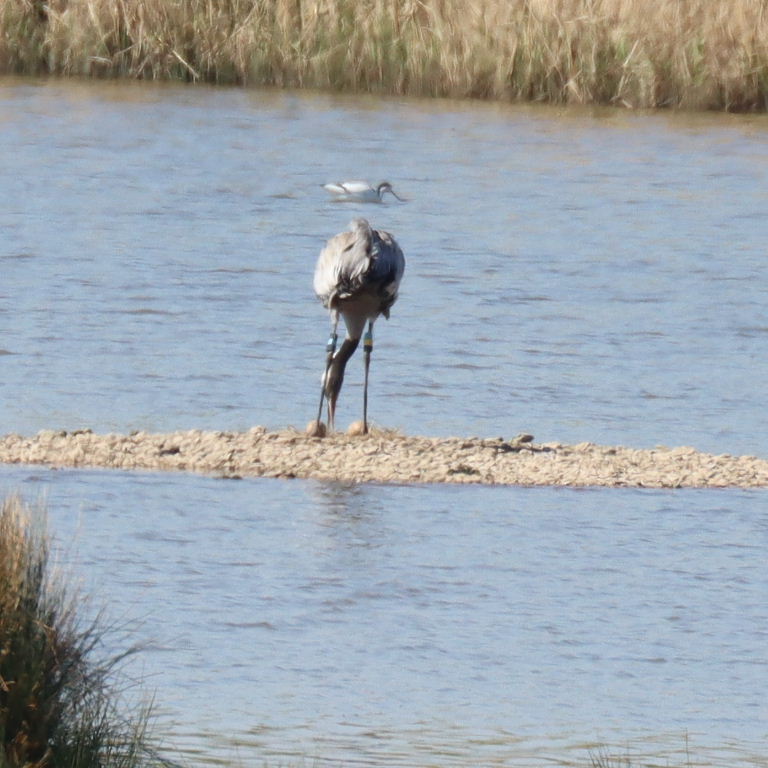Common Crane nesting