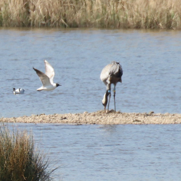 Common Crane nesting