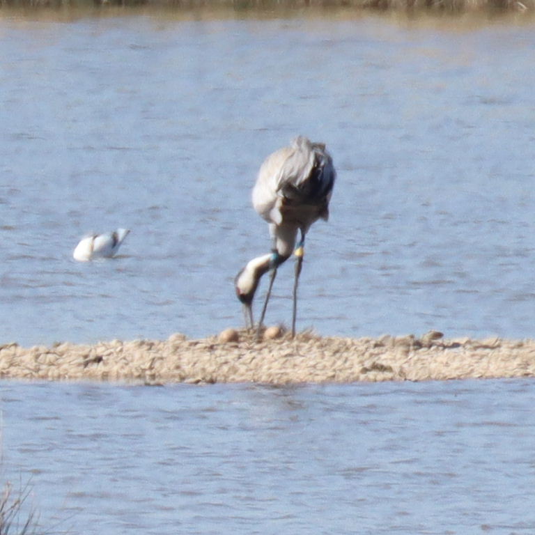 Common Crane nesting