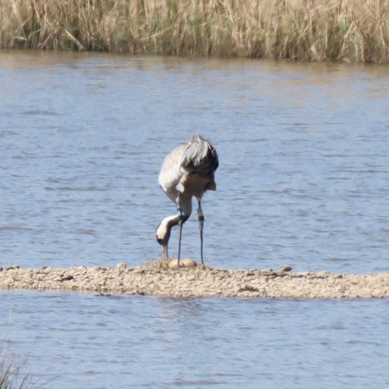 Common Crane nesting