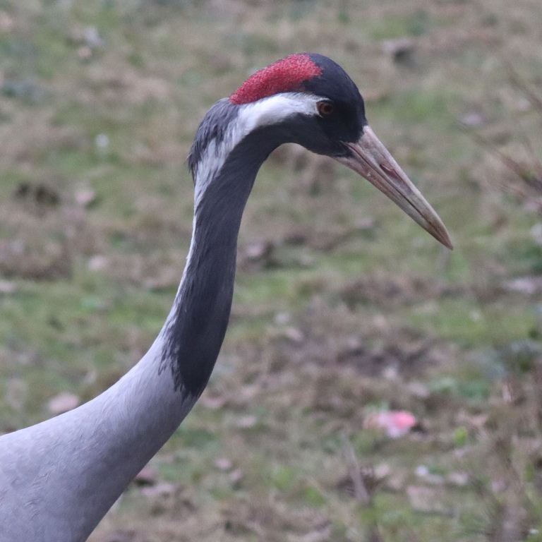 Common Crane