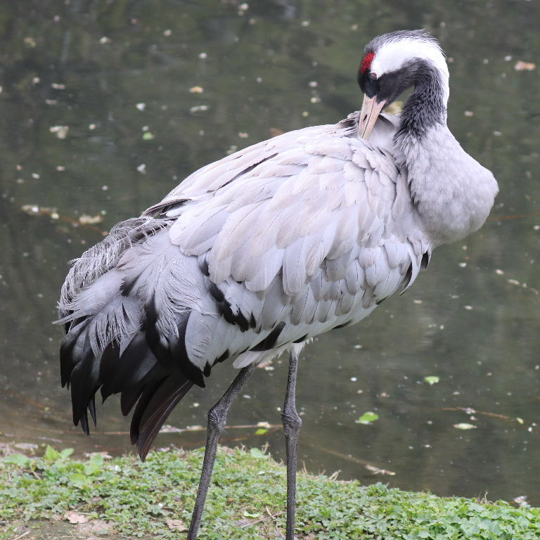 Common Crane