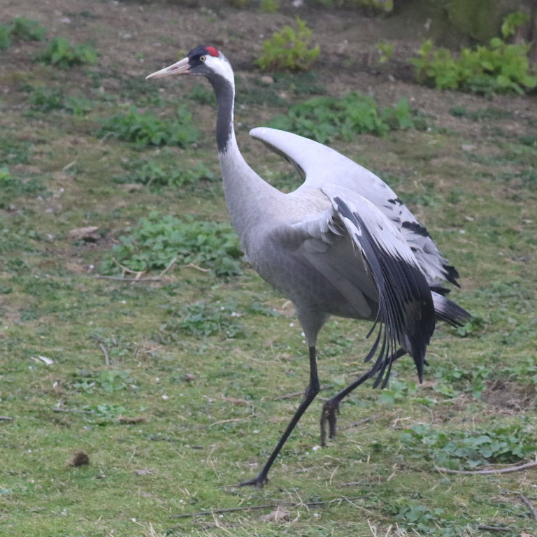 Common Crane
