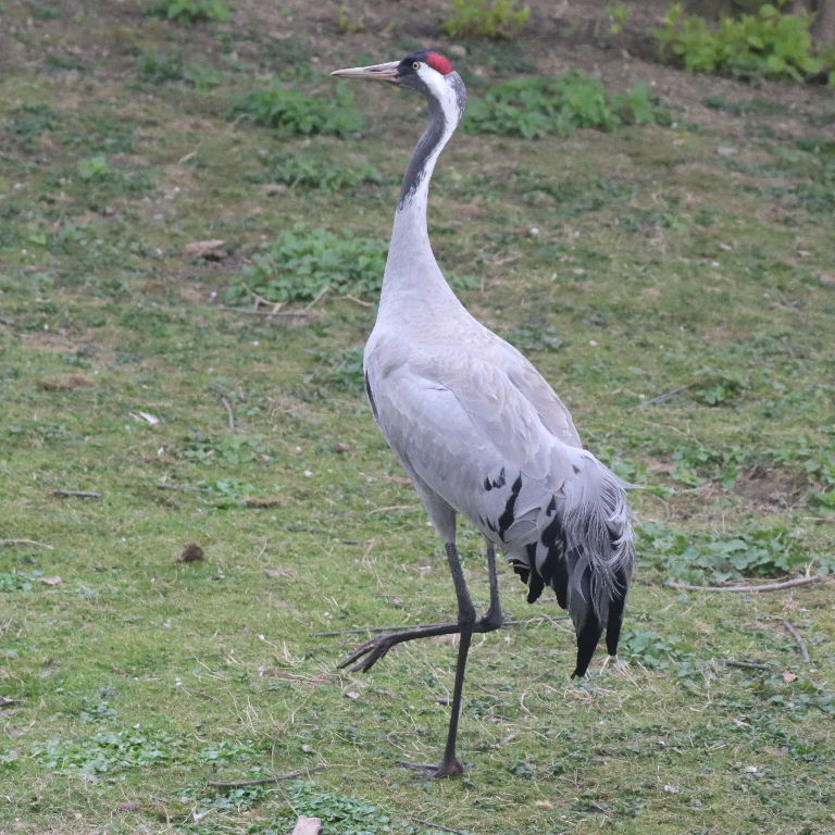 Common Crane
