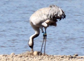 Common Crane nesting