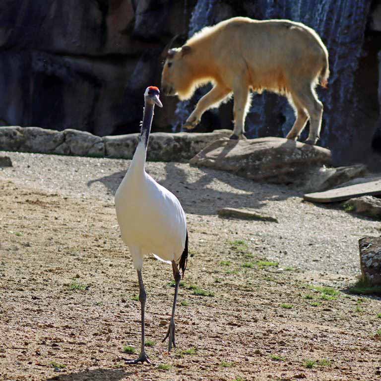 Manchurian Crane with Golden Takin