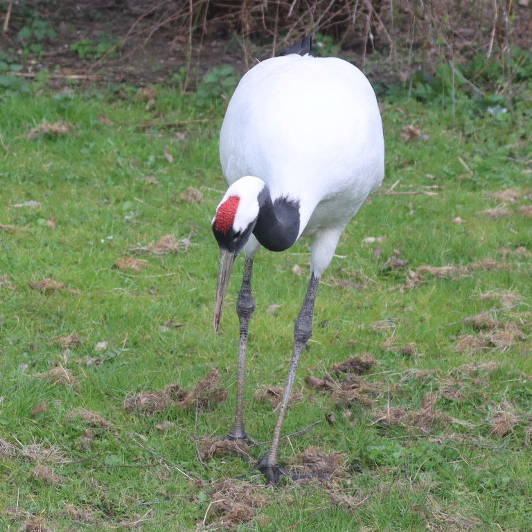 Japanese Crane