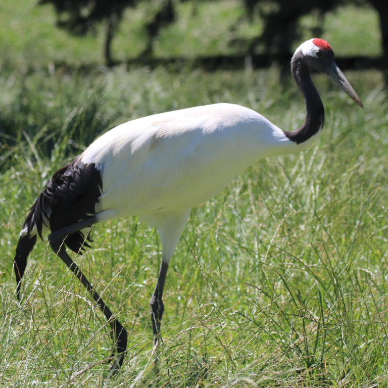 Red-crowned Crane