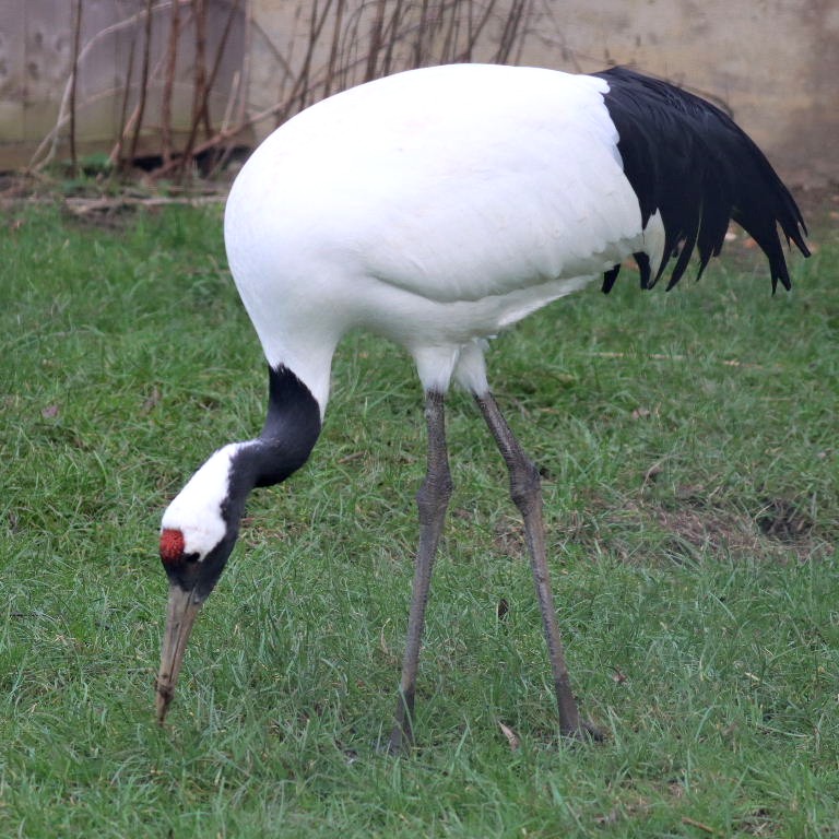 Manchurian Crane