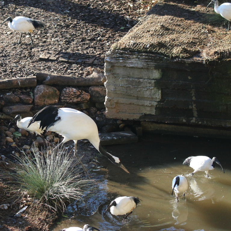 Red-crowned Crane with Sacred Ibis