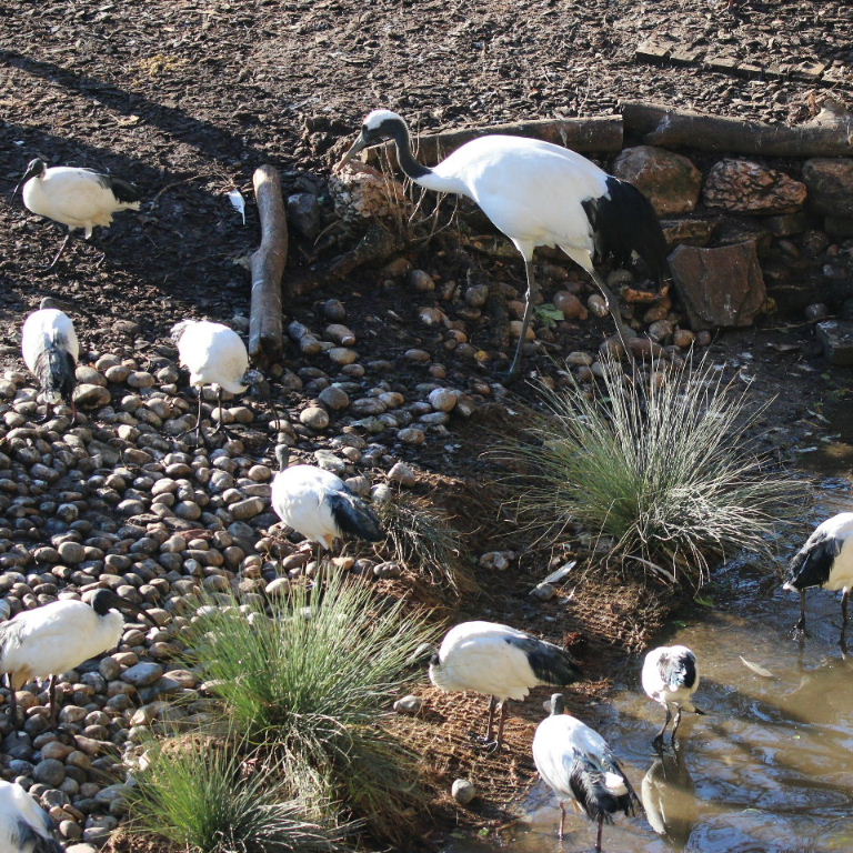 Red-crowned Crane with Sacred Ibis