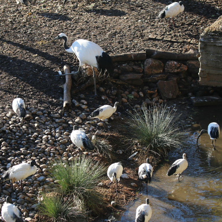 Red-crowned Crane with Sacred Ibis