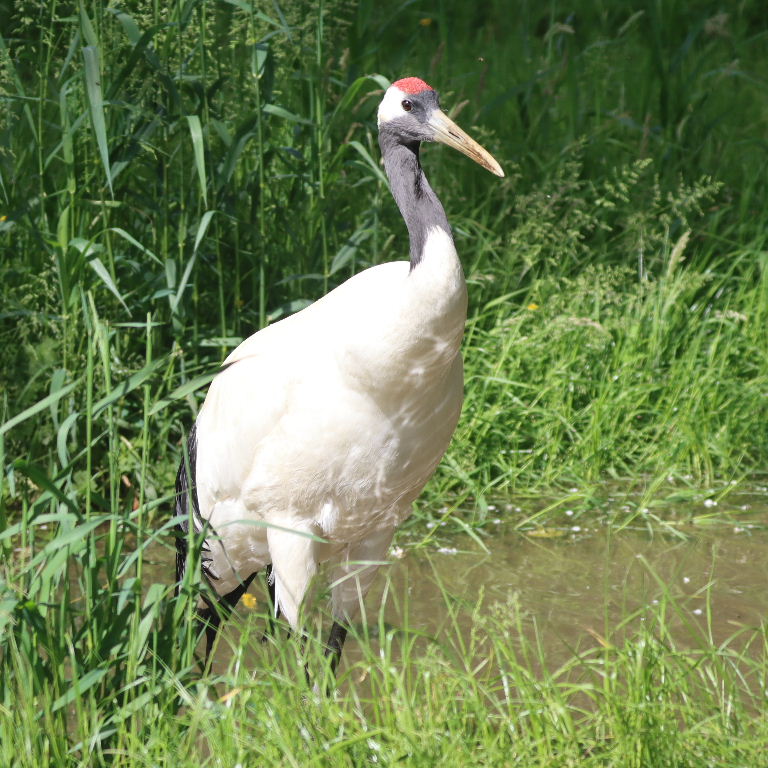 Red-crowned Crane