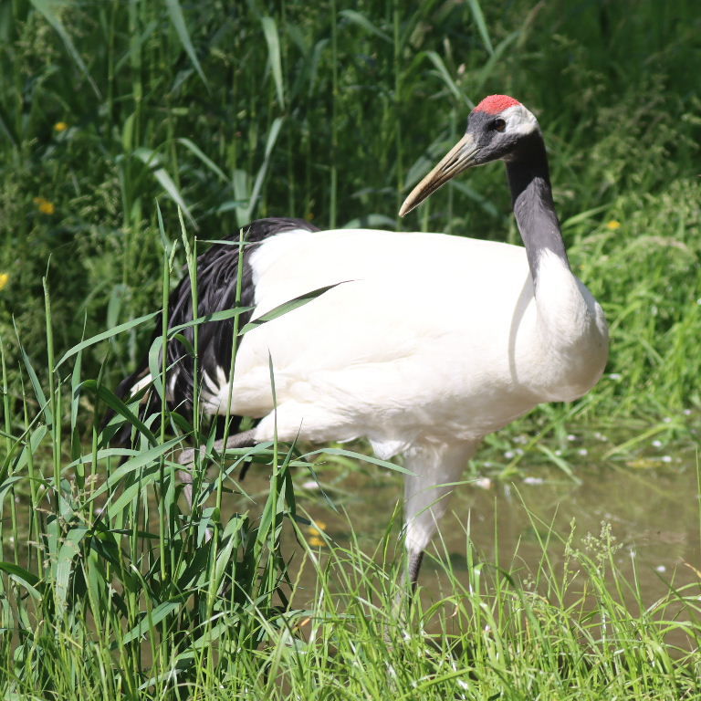 Red-crowned Crane