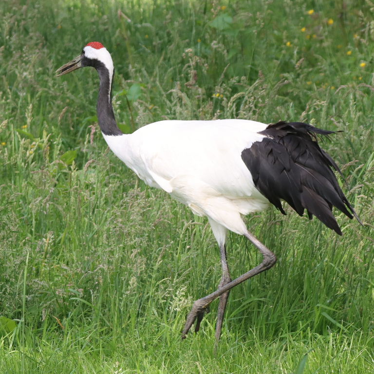 Manchurian Crane