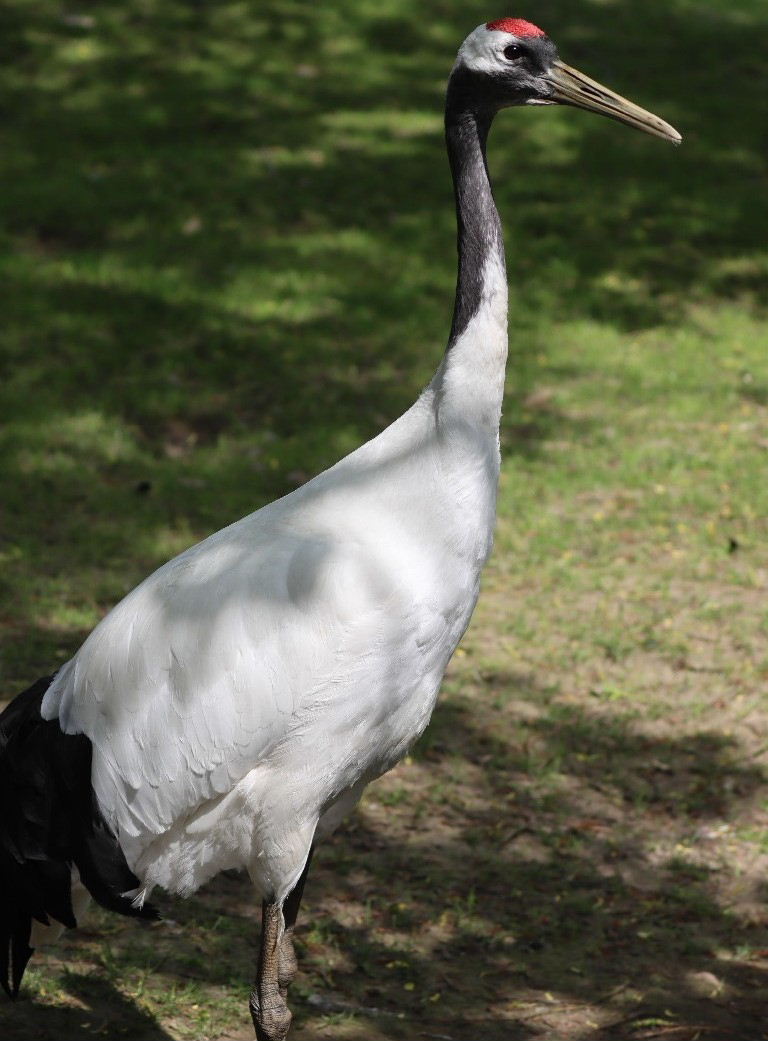 Red-crowned Crane