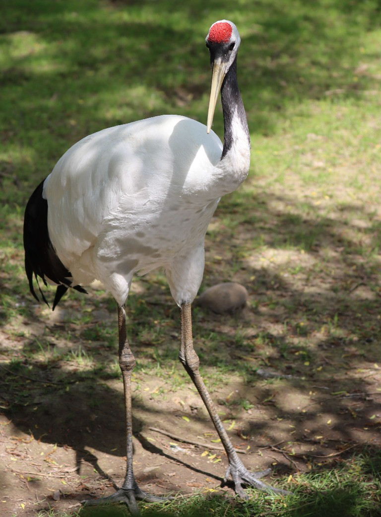 Red-crowned Crane