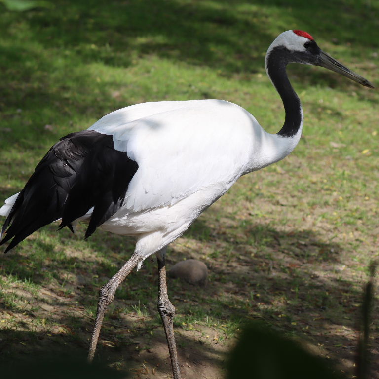 Red-crowned Crane