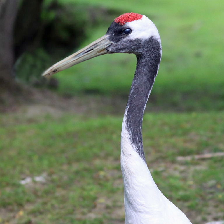 Red-crowned Crane