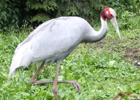 Sarus Crane