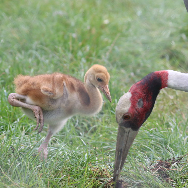 Sarus Crane parent feeding chick
