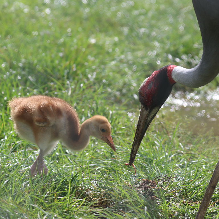 Sarus Crane parent feeding chick