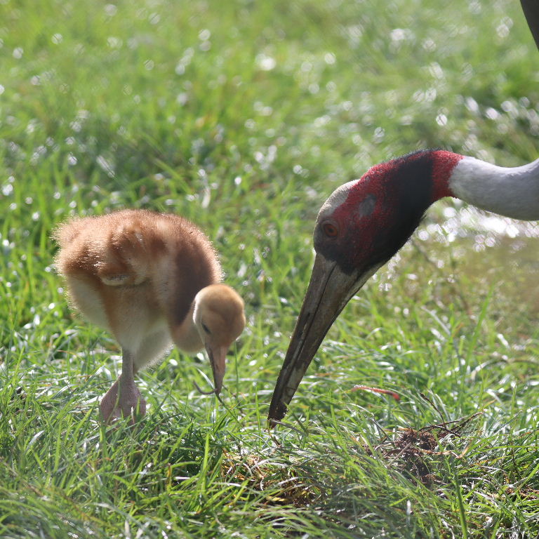 Sarus Crane parent feeding chick