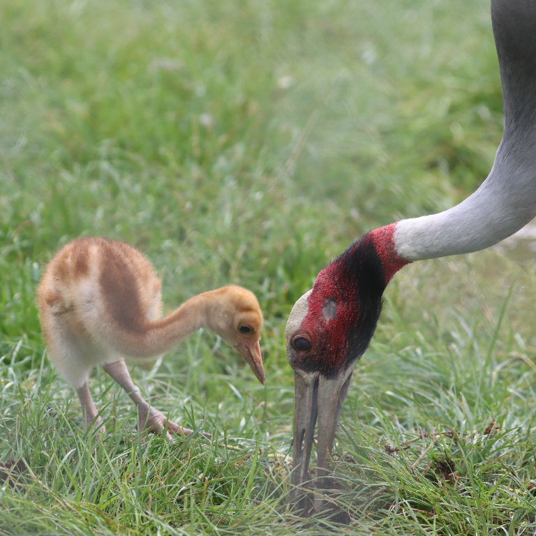 Sarus Crane parent feeding chick